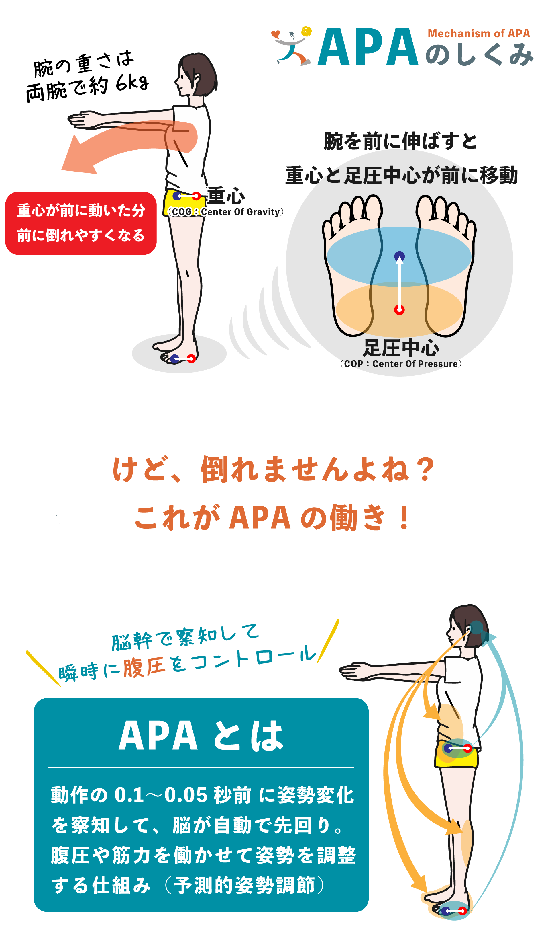 腹圧(APA)の働くメカニズム