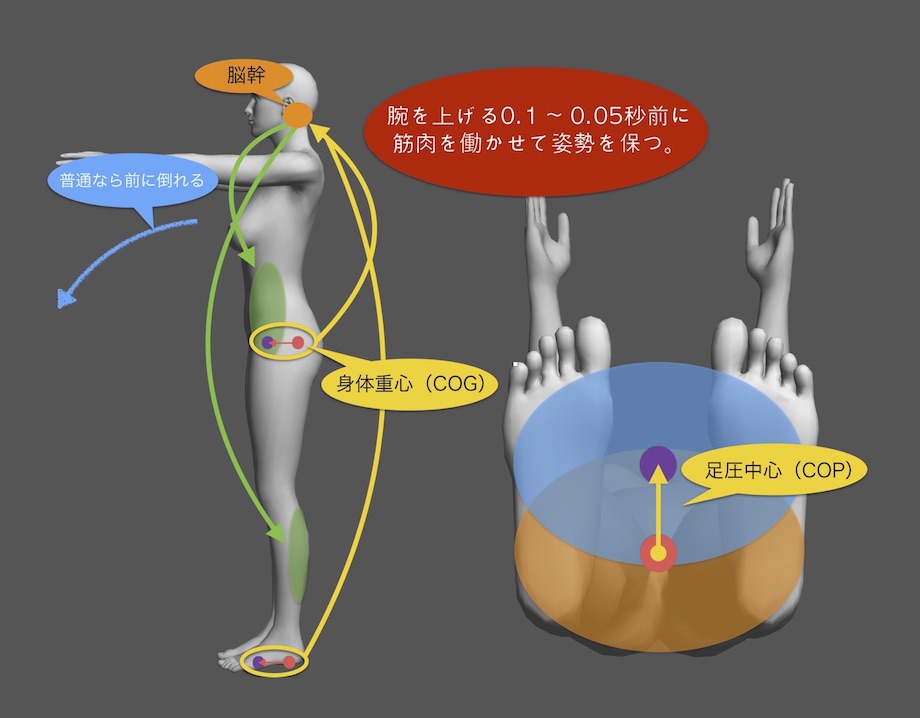 間違いだらけの腹圧と体幹の常識 稲城鍼灸はせ川フィジオ 整体鍼灸スタジオ コアアプローチ