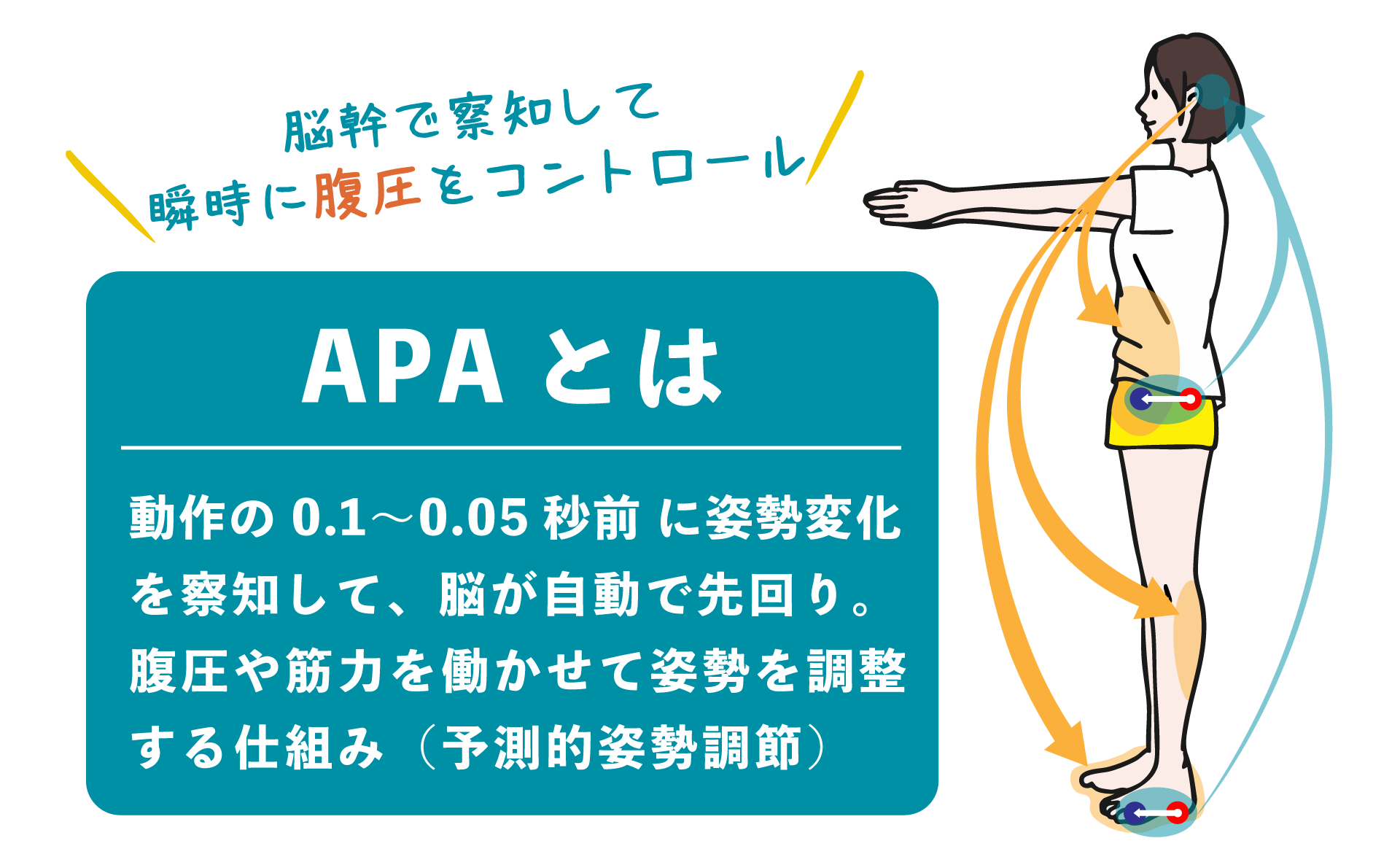 腹圧の働く仕組み