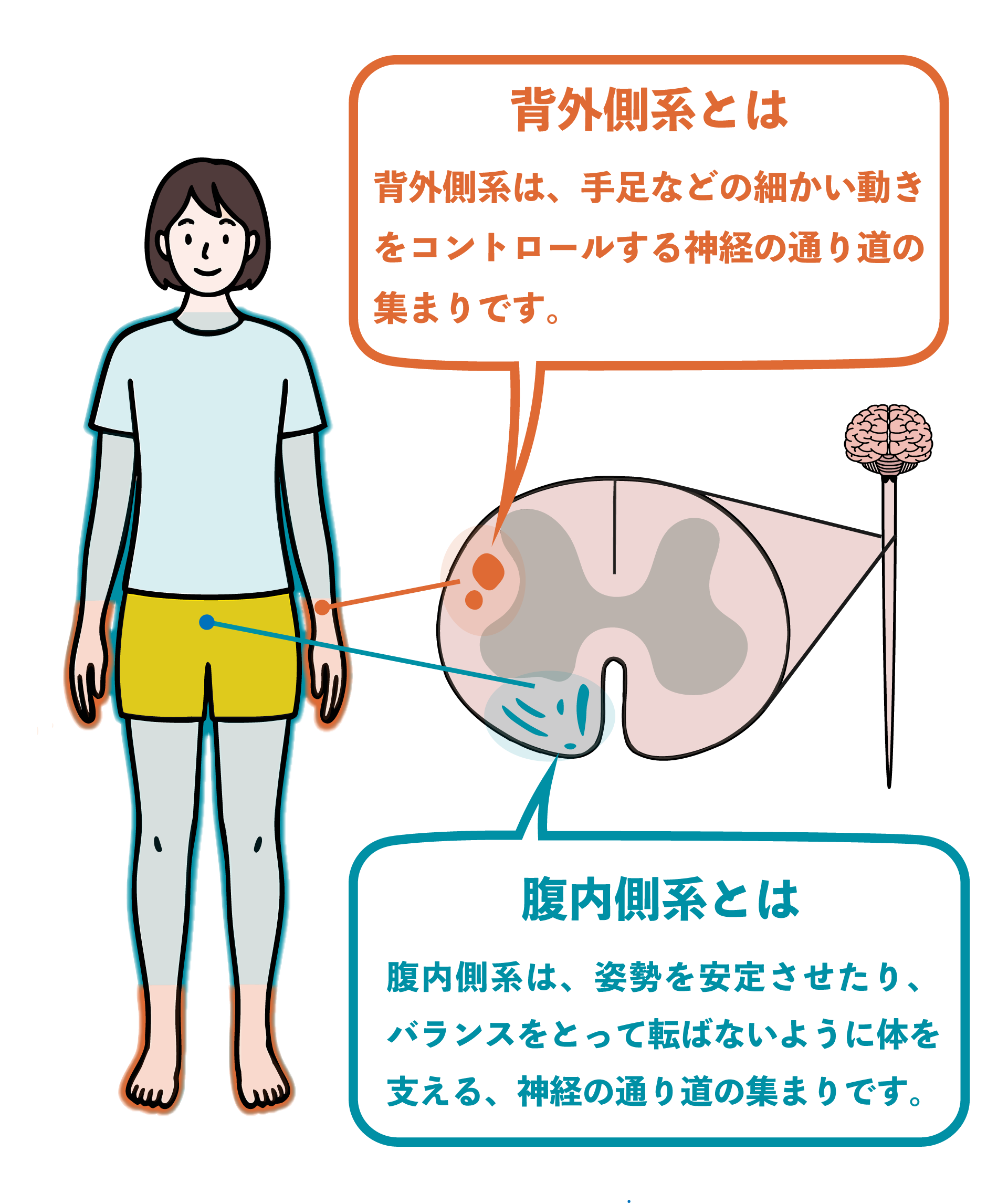腹内側系と背外側系の図解